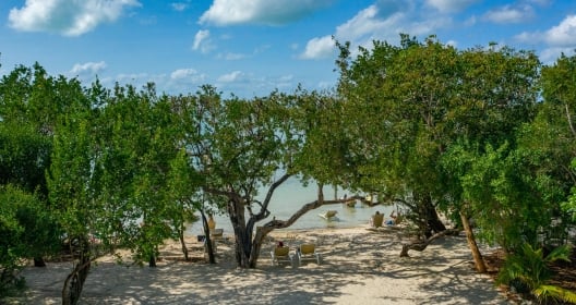 An aerial view of the beach area at Bakers Caye. The beach has lots of large green trees